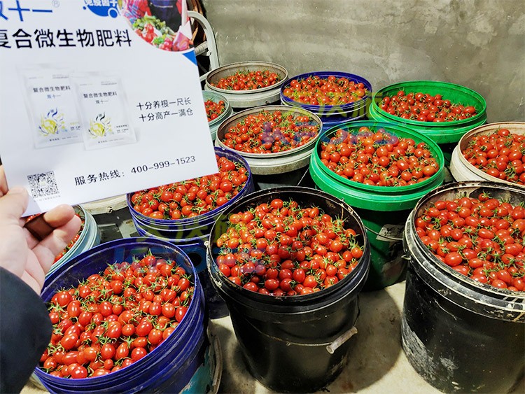 夫沃施進(jìn)口肥怎么樣？