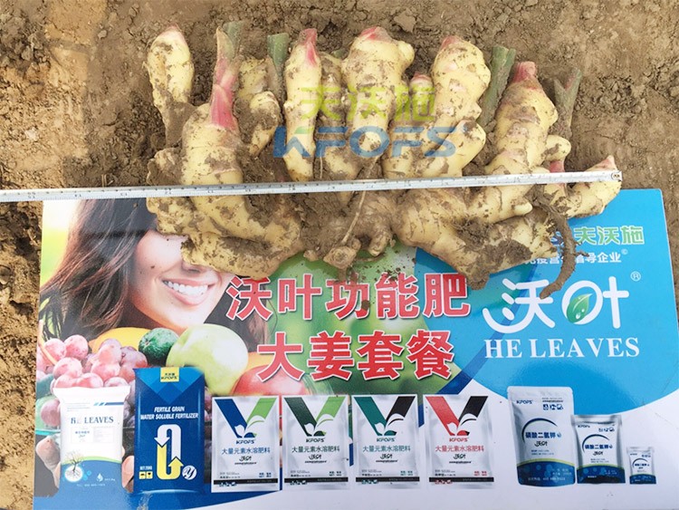 水溶肥用量少，可是效果卻很好！