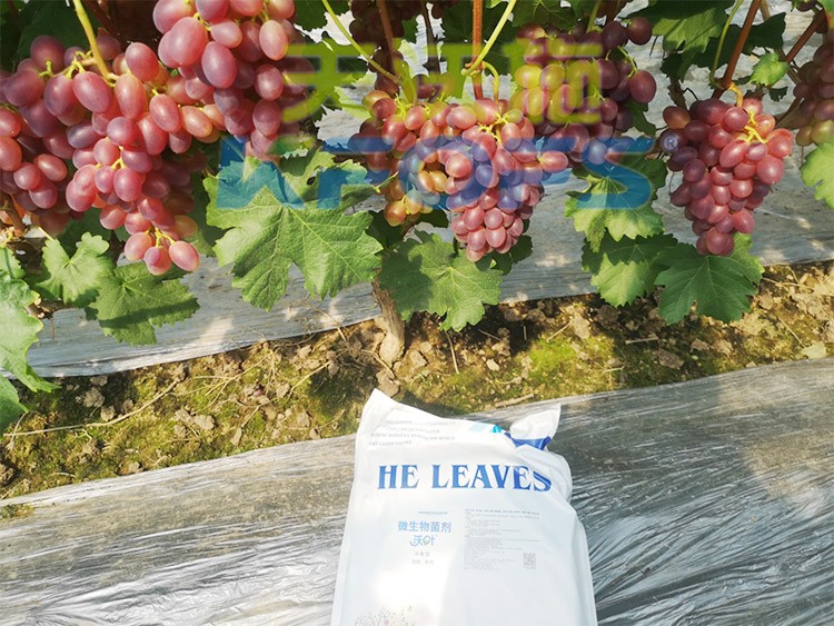 水溶肥用量少，可是效果卻很好！