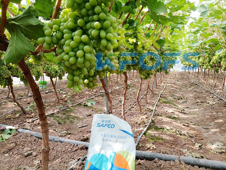 水溶肥價格高，可是用的人卻很多！