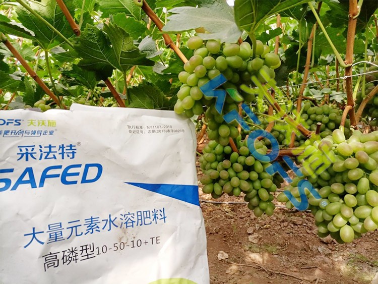 水溶肥價格高，可是用的人卻很多！