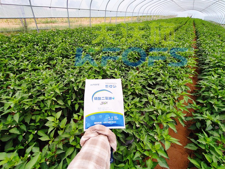 磷酸二氫鉀不好用？那是因為沒選對！