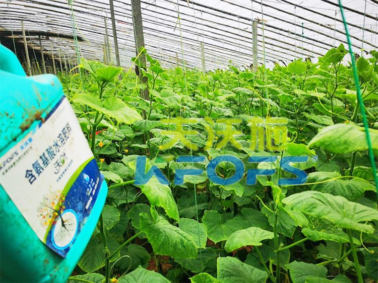 水溶肥那么多，為什么推薦你用這款？