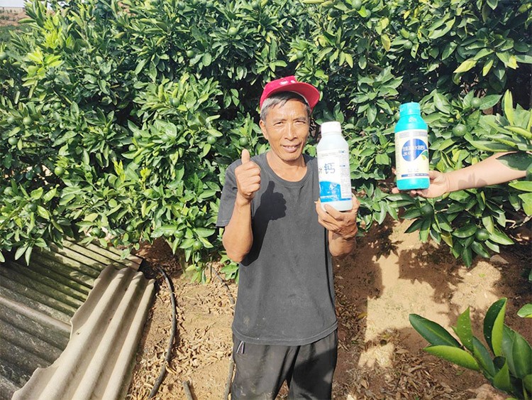 柑橘轉(zhuǎn)色，這幾點(diǎn)你一定要注意！