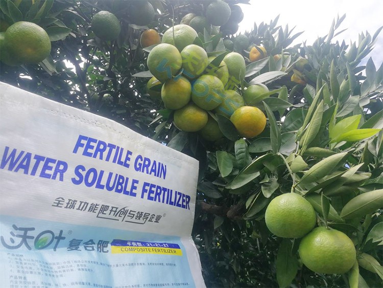 柑橘轉(zhuǎn)色，這幾點(diǎn)你一定要注意！