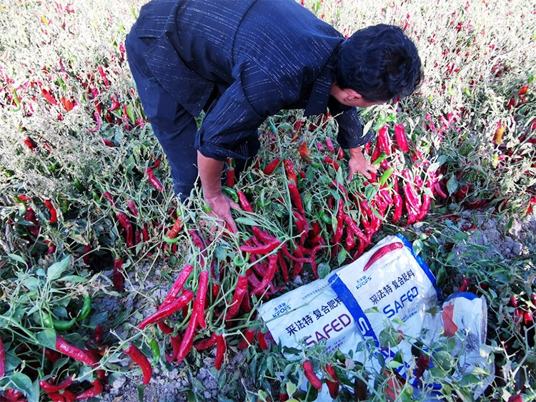 顆粒水溶肥蔬菜上該選什么樣的？