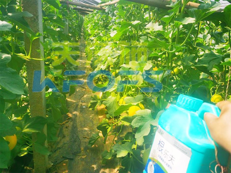 甜瓜用哪個(gè)水溶肥廠家的產(chǎn)品好？