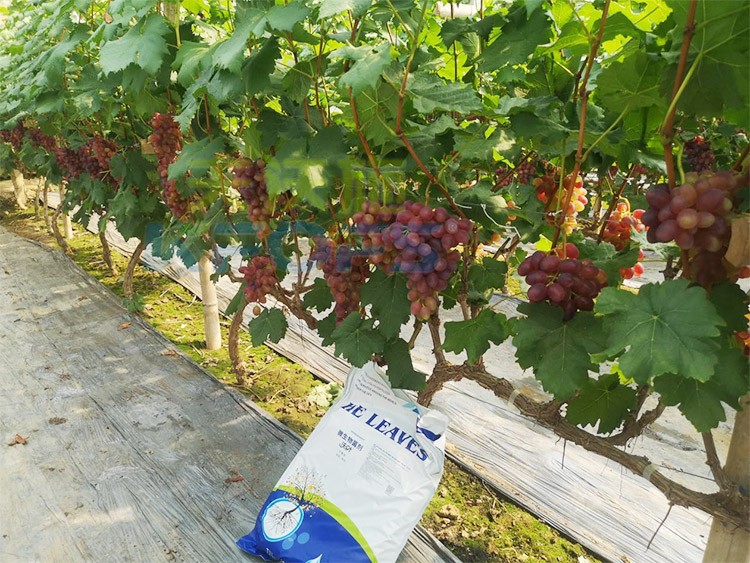 葡萄抽梢粗細(xì)不齊，如何搭配水溶肥調(diào)理？