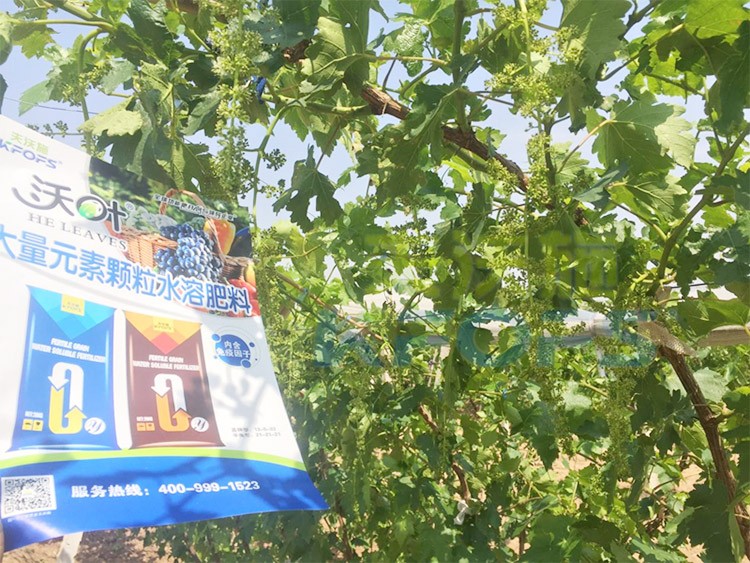 葡萄抽梢粗細(xì)不齊，如何搭配水溶肥調(diào)理？