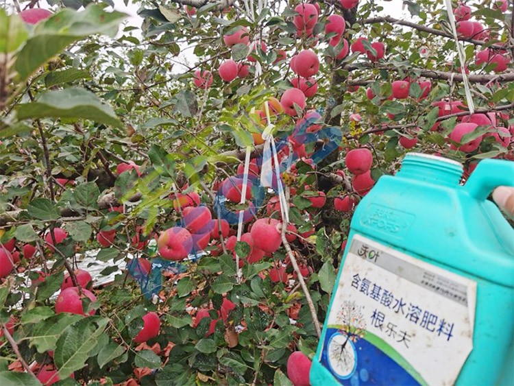 蘋果樹用什么生根肥好？看看這款！