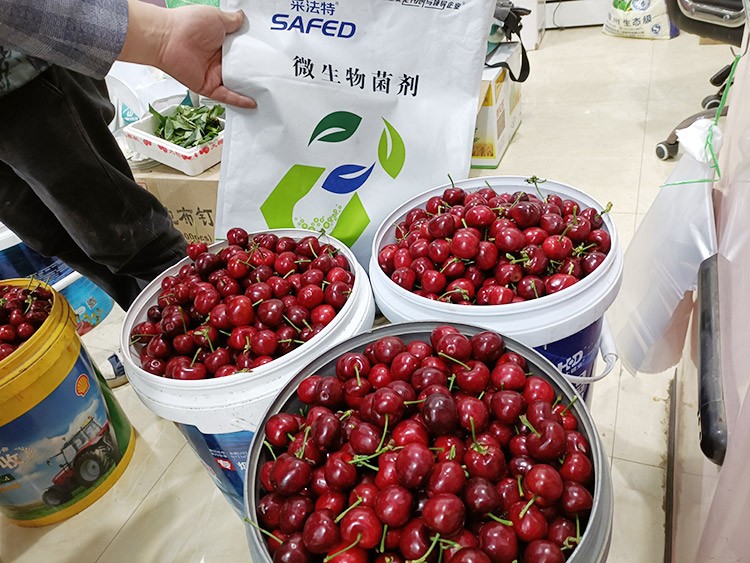 水溶肥哪家好？看完這篇不疑惑！