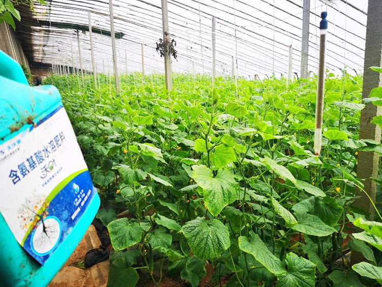 水溶肥品牌選沃葉，讓你脫穎而出！