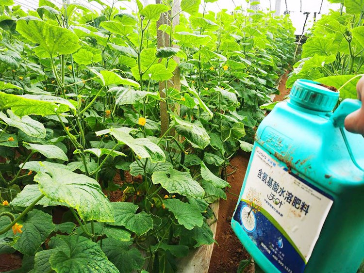 水溶肥品牌選沃葉，讓你脫穎而出！