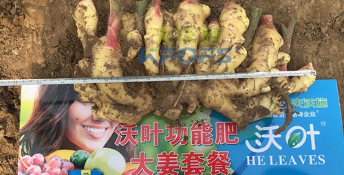 水溶肥用量少，可是效果卻很好！