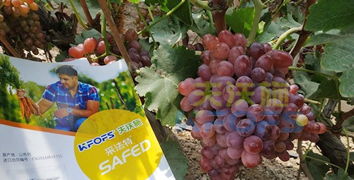 磷酸二氫鉀為什么都說粉劑的好？