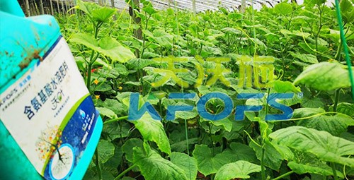 水溶肥那么多，為什么推薦你用這款？