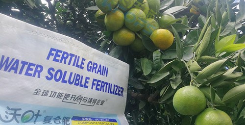 柑橘轉(zhuǎn)色，這幾點(diǎn)你一定要注意！