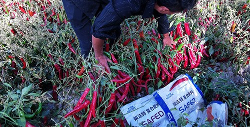 顆粒水溶肥蔬菜上該選什么樣的？