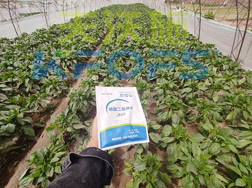 磷酸二氫鉀廠(chǎng)家，這家不要錯(cuò)過(guò)！