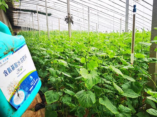 水溶肥品牌選沃葉，讓你脫穎而出！