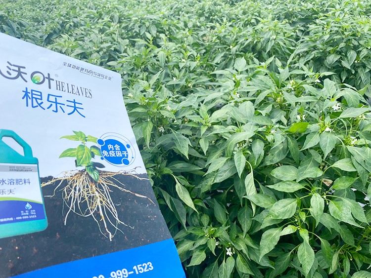 辣椒用什么水溶肥病害少？