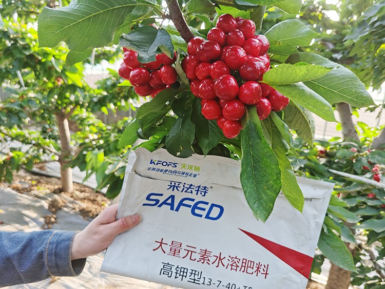 大櫻桃用什么水溶肥又大又甜？