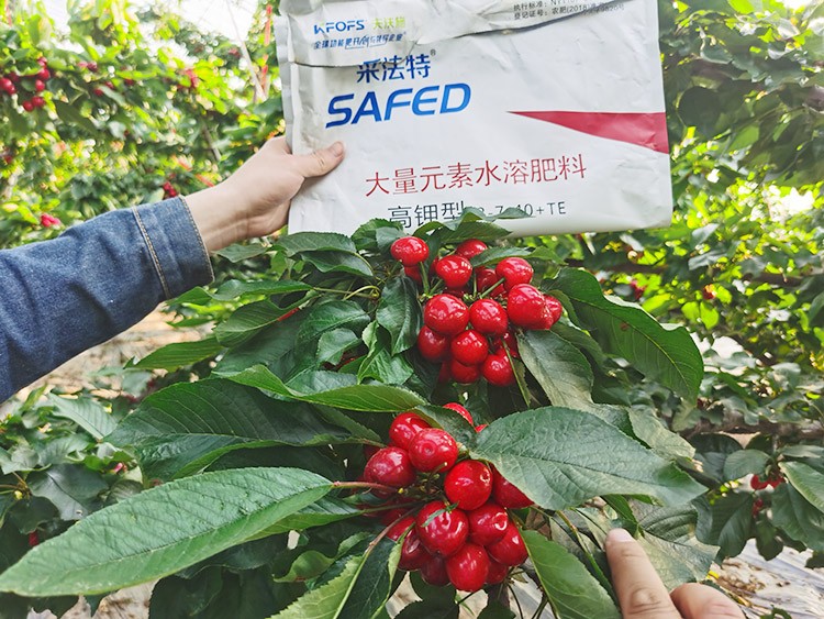 大櫻桃用什么水溶肥又大又甜？