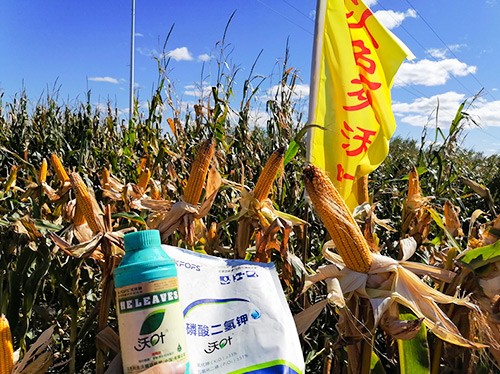 玉米葉面肥哪個(gè)品牌好？