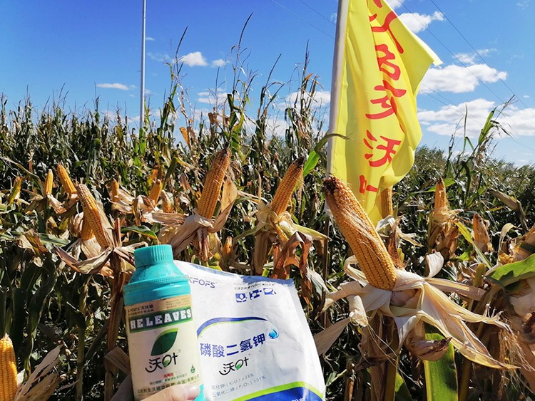 玉米葉面肥哪個(gè)品牌好？
