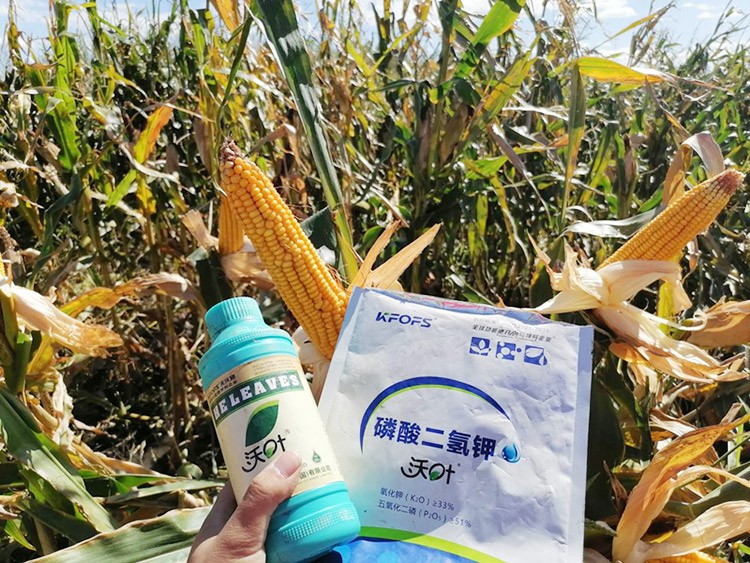 玉米葉面肥哪個(gè)品牌好？