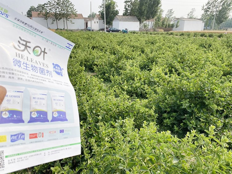 水溶肥這樣搭配使用，解決金銀花根腐黃化