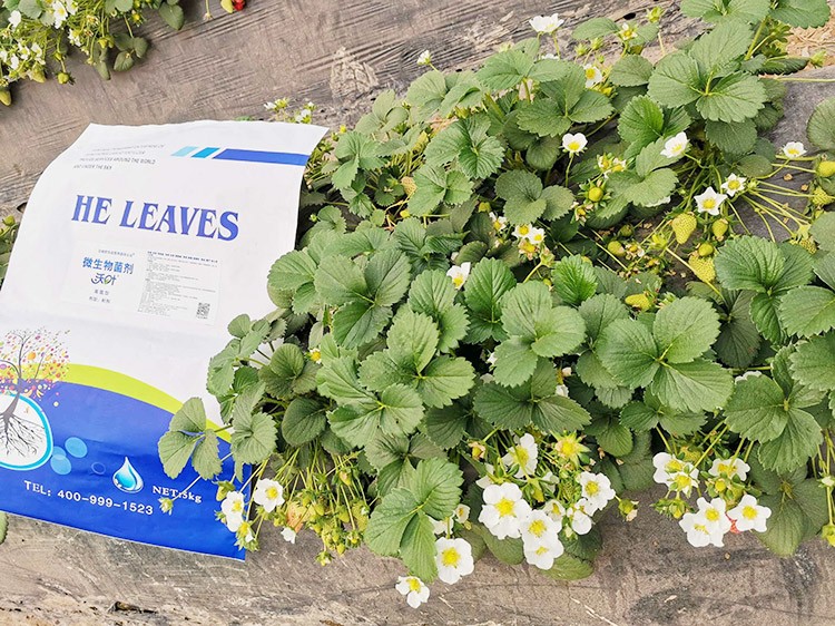 草莓微生物菌劑哪種好？別用錯了！