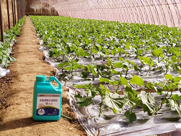 黃瓜養(yǎng)根肥料哪個好？