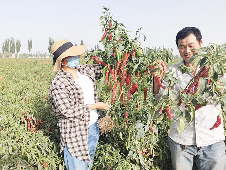 進口水溶肥哪個牌子好？
