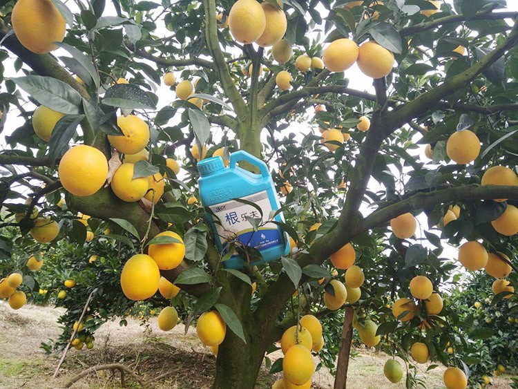 好的水溶肥是什么生產(chǎn)工藝？