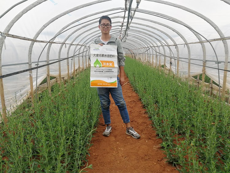 進(jìn)口水溶肥以色列的哪家好？