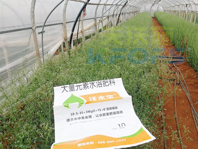 進(jìn)口水溶肥以色列的哪家好？