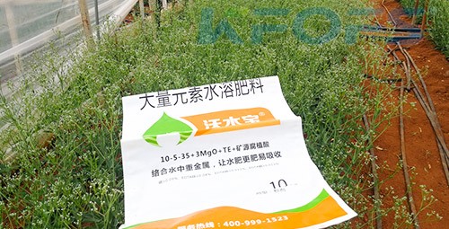 進(jìn)口水溶肥以色列的哪家好？