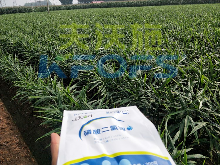 進口磷酸二氫鉀哪個品牌好？