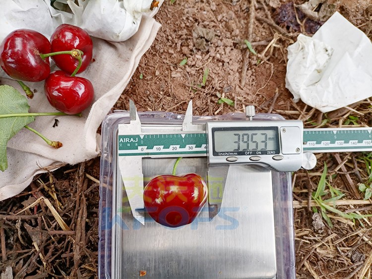 效果好的進口水溶肥，來看這款！