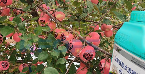 沃葉水溶肥效果怎么樣？怎么購(gòu)買？