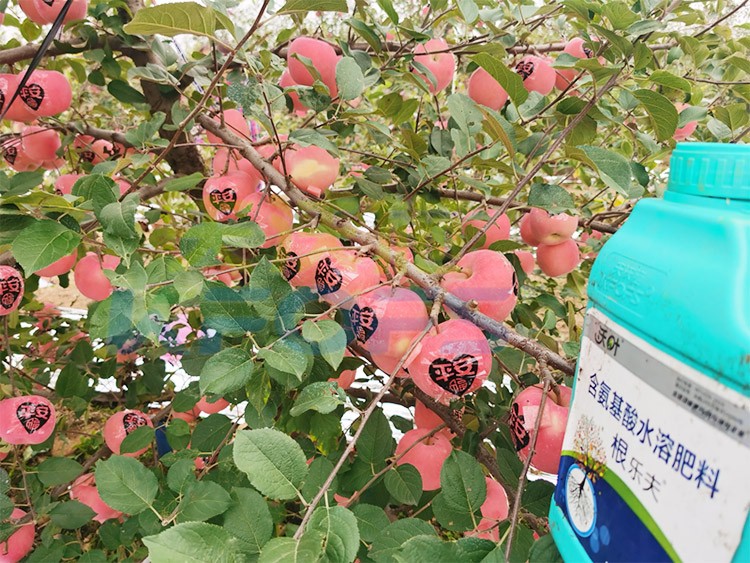 沃葉水溶肥效果怎么樣？怎么購買？