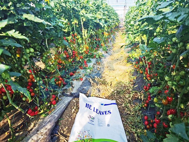 沃葉水溶肥效果怎么樣？怎么購買？