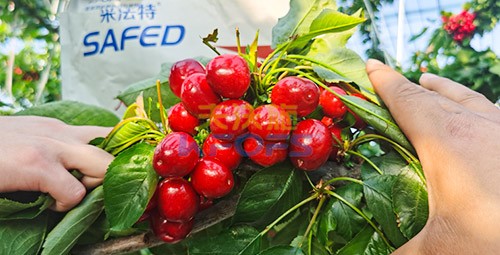 水溶肥用對(duì)了，果大果多品質(zhì)好！