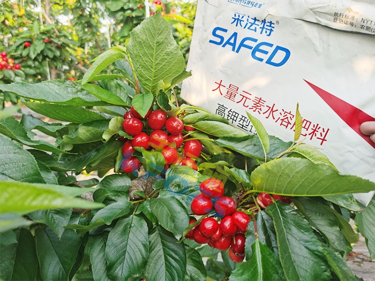 水溶肥用對(duì)了，果大果多品質(zhì)好！