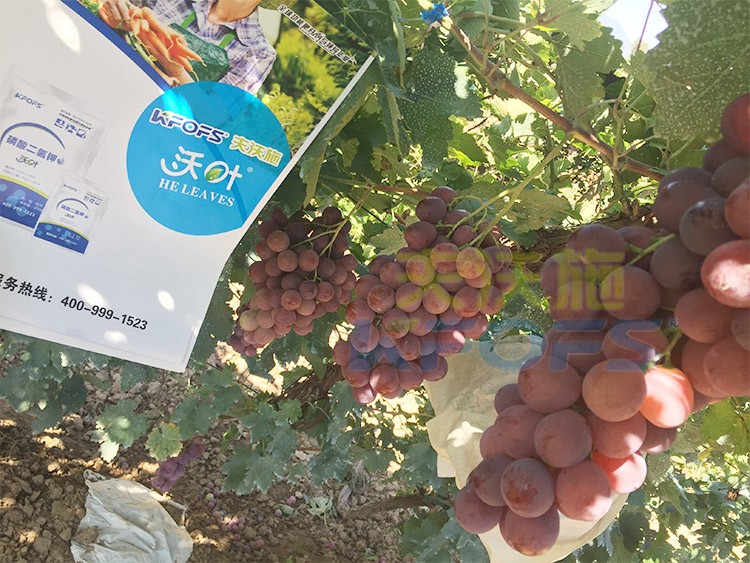 進(jìn)口磷酸二氫鉀和國(guó)產(chǎn)有什么區(qū)別？