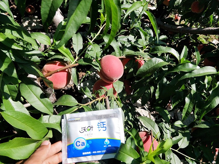 果樹補鈣用什么鈣肥好？