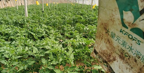 水溶肥哪種的效果好？看完別說不知道了！