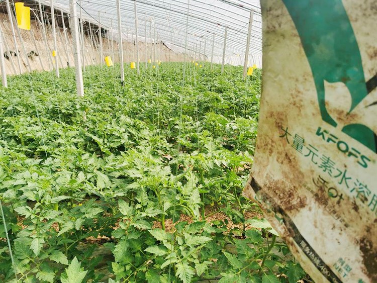 水溶肥哪種的效果好？看完別說不知道了！