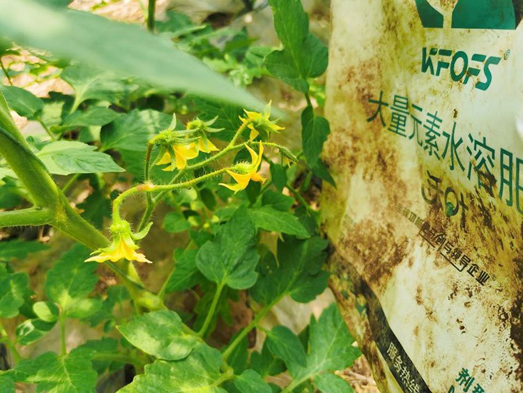 水溶肥哪種的效果好？看完別說不知道了！